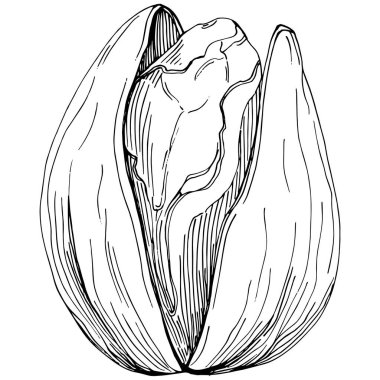 Elle çizilmiş siyah beyaz şam fıstığı vektör illüstrasyonu