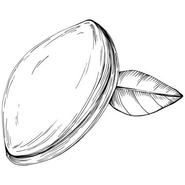 Elle çizilmiş siyah beyaz şam fıstığı vektör illüstrasyonu