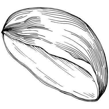 Elle çizilmiş siyah beyaz şam fıstığı vektör illüstrasyonu