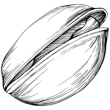 Elle çizilmiş siyah beyaz şam fıstığı vektör illüstrasyonu