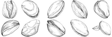 Elle çizilmiş siyah beyaz şam fıstığı vektör illüstrasyonu