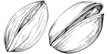 Elle çizilmiş siyah beyaz şam fıstığı vektör illüstrasyonu