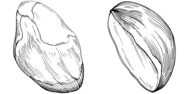Elle çizilmiş siyah beyaz şam fıstığı vektör illüstrasyonu