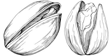 Elle çizilmiş siyah beyaz şam fıstığı vektör illüstrasyonu