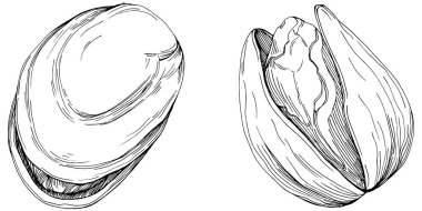 Elle çizilmiş siyah beyaz şam fıstığı vektör illüstrasyonu