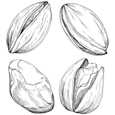 Elle çizilmiş siyah beyaz şam fıstığı vektör illüstrasyonu