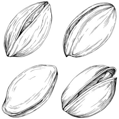 Elle çizilmiş siyah beyaz şam fıstığı vektör illüstrasyonu