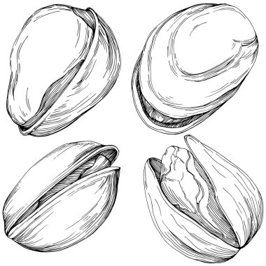 Elle çizilmiş siyah beyaz şam fıstığı vektör illüstrasyonu