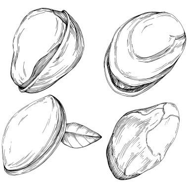 Elle çizilmiş siyah beyaz şam fıstığı vektör illüstrasyonu