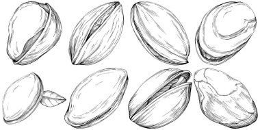 Elle çizilmiş siyah beyaz şam fıstığı vektör illüstrasyonu