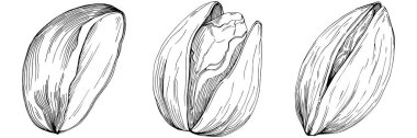 Elle çizilmiş siyah beyaz şam fıstığı vektör illüstrasyonu