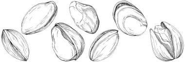 Antep fıstığının el çizimi siyah beyaz vektör çizimi