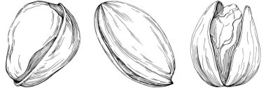 Antep fıstığının el çizimi siyah beyaz vektör çizimi