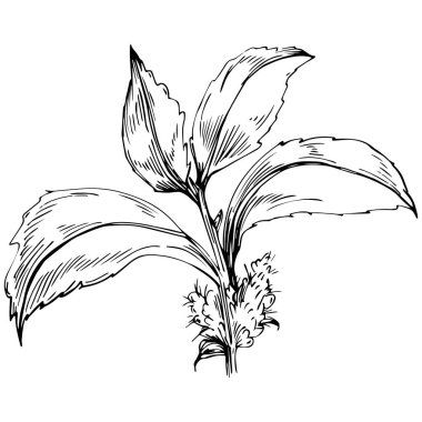 Siyah ve beyaz el çizimi çiçek elementleri vektör illüstrasyonu 