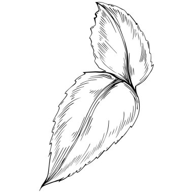 Siyah ve beyaz el çizimi çiçek elementleri vektör illüstrasyonu 