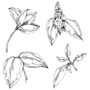 Siyah ve beyaz el çizimi çiçek elementleri vektör illüstrasyonu 