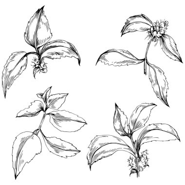 Siyah ve beyaz el çizimi çiçek elementleri vektör illüstrasyonu 