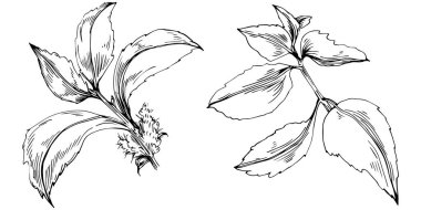 Siyah ve beyaz el çizimi çiçek elementleri vektör illüstrasyonu 