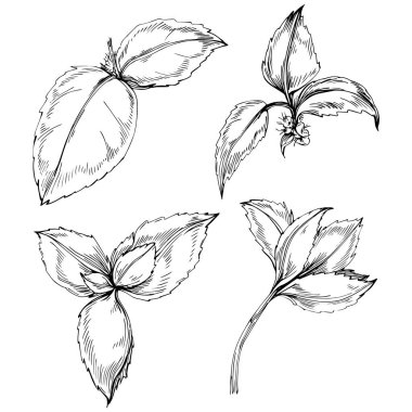 Siyah ve beyaz el çizimi çiçek elementleri vektör illüstrasyonu 