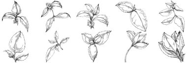 Siyah ve beyaz el çizimi çiçek elementleri vektör illüstrasyonu 