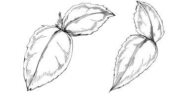 Siyah ve beyaz el çizimi çiçek elementleri vektör illüstrasyonu 