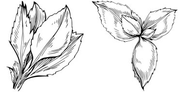 Siyah ve beyaz el çizimi çiçek elementleri vektör illüstrasyonu 