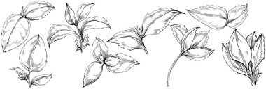 Siyah ve beyaz el çizimi çiçek elementleri vektör illüstrasyonu 