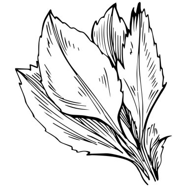 Siyah ve beyaz el çizimi çiçek elementleri vektör illüstrasyonu 