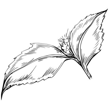 Siyah ve beyaz el çizimi çiçek elementleri vektör illüstrasyonu 