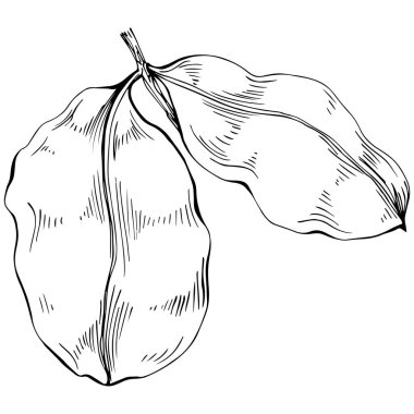 Siyah ve beyaz el çizimi çiçek elementleri vektör illüstrasyonu 