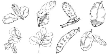 Siyah ve beyaz el çizimi çiçek elementleri vektör illüstrasyonu 
