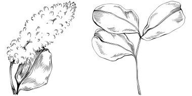 Siyah ve beyaz el çizimi çiçek elementleri vektör illüstrasyonu 