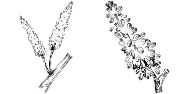 Siyah ve beyaz el çizimi çiçek elementleri vektör illüstrasyonu 