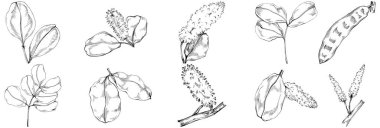 Siyah ve beyaz el çizimi çiçek elementleri vektör illüstrasyonu 