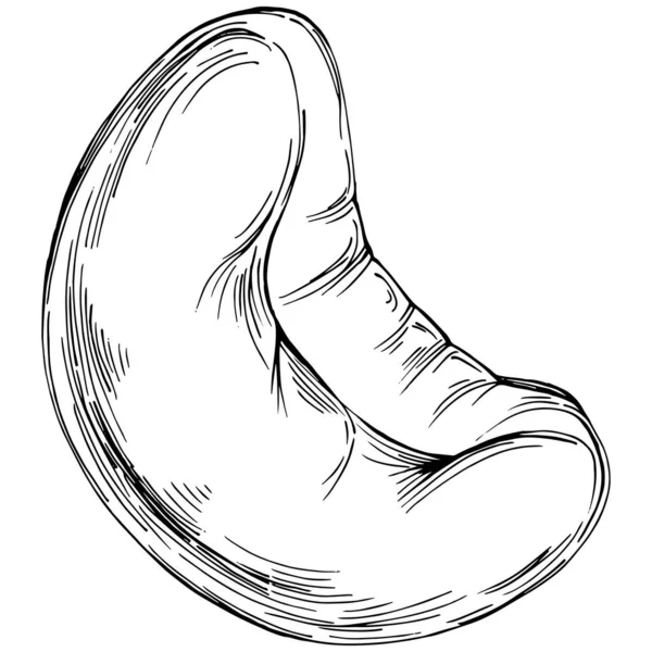 Hand Drawn Black White Cashew Vector Illustration — Stock Vector
