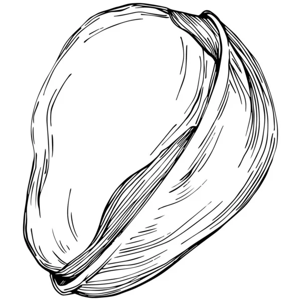 Illustration Vectorielle Pistache Noir Blanc Dessinée Main — Image vectorielle
