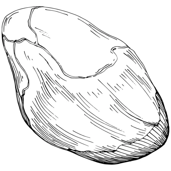 Hand Drawn Black White Pistachio Vector Illustration — ストックベクタ