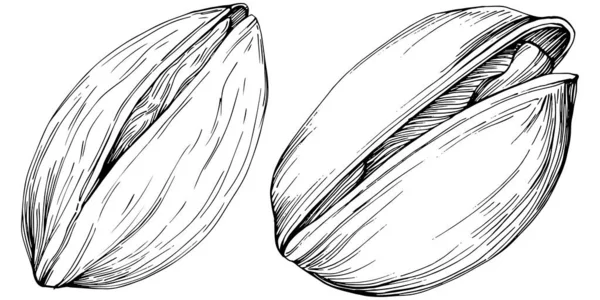 Illustrazione Vettoriale Pistacchio Bianco Nero Disegnata Mano — Vettoriale Stock