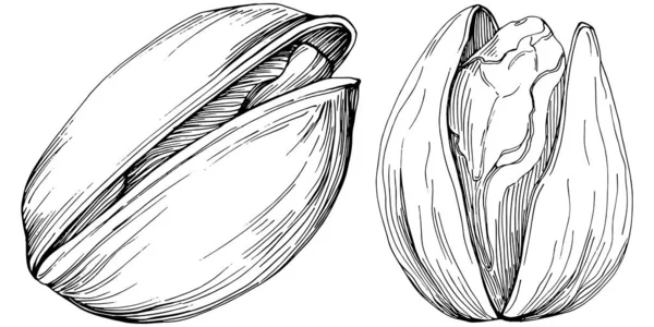 Handgezeichnete Schwarz Weiße Pistazien Vektorillustration — Stockvektor
