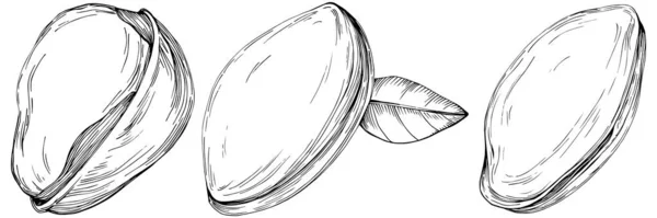 Illustrazione Vettoriale Pistacchio Bianco Nero Disegnata Mano — Vettoriale Stock