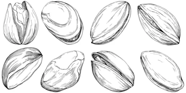 Hand Drawn Black White Pistachio Vector Illustration – Stock-vektor