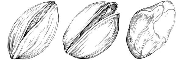 Handgezeichnete Schwarz Weiße Pistazien Vektorillustration — Stockvektor