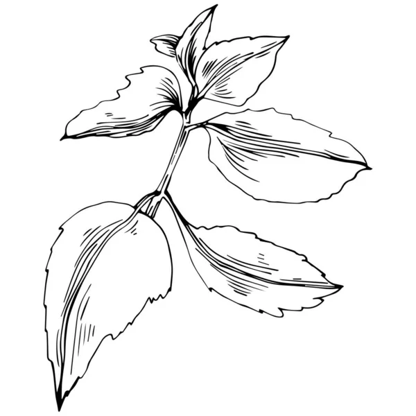 Fekete Fehér Kézzel Rajzolt Virágos Elemek Vektor Illusztráció — Stock Vector
