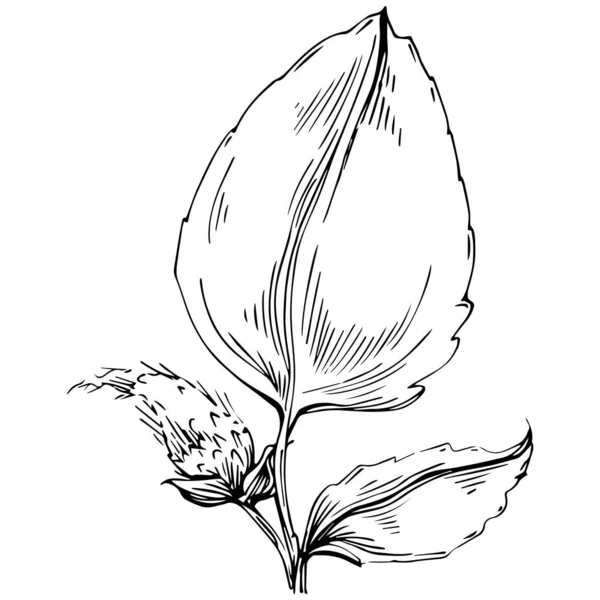 Black White Hand Drawn Floral Elements Vector Illustration — Stock vektor