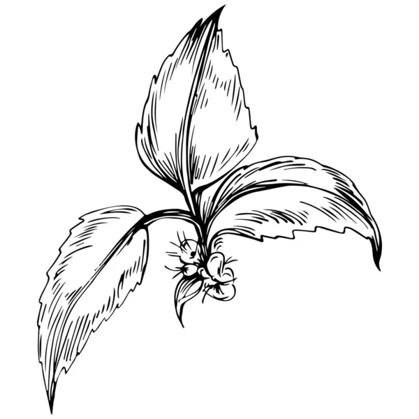 Elementos Florales Dibujados Mano Blanco Negro Ilustración Vectorial — Vector de stock