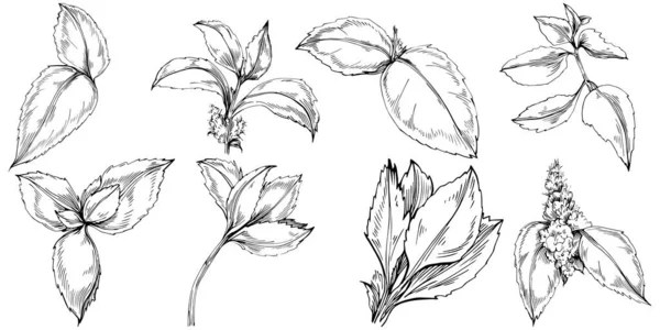 Illustrazione Vettoriale Elementi Floreali Disegnati Mano Bianco Nero — Vettoriale Stock