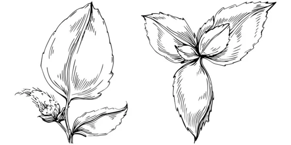 Black White Hand Drawn Floral Elements Vector Illustration — ストックベクタ