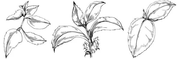 Elementos Florales Dibujados Mano Blanco Negro Ilustración Vectorial — Archivo Imágenes Vectoriales