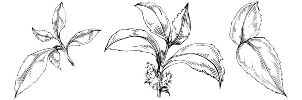 Elementos Florales Dibujados Mano Blanco Negro Ilustración Vectorial — Vector de stock