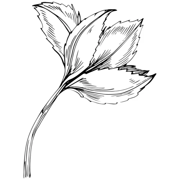 Siyah Beyaz Çizimi Çiçek Elementleri Vektör Illüstrasyonu — Stok Vektör